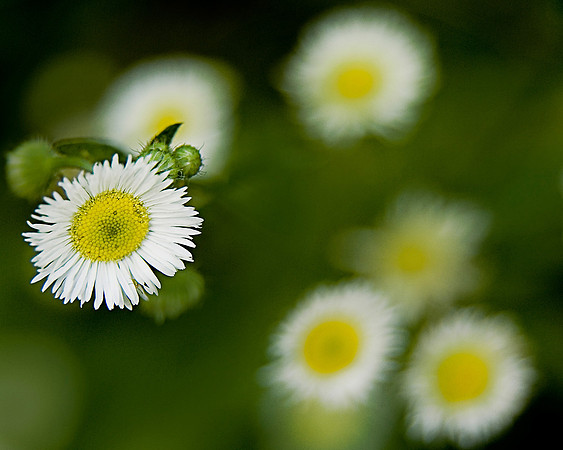 White Flowering Weed