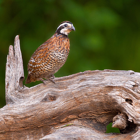 Bobwhite