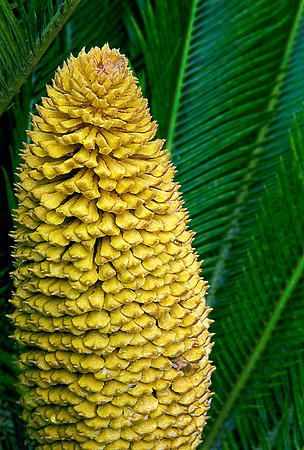 Texas Palm