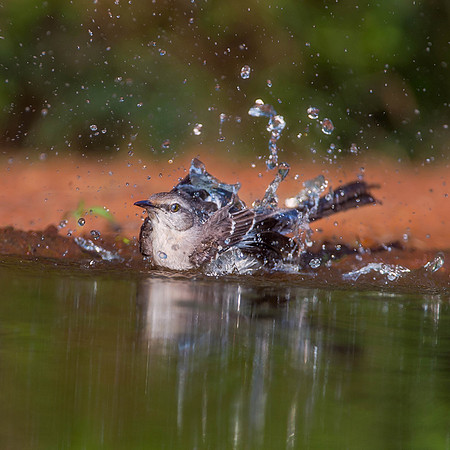 Northern Mockingbird