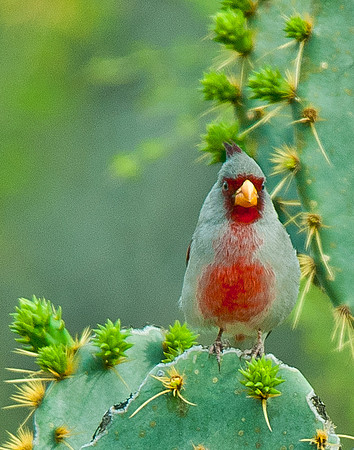 Pyrrhuloxia