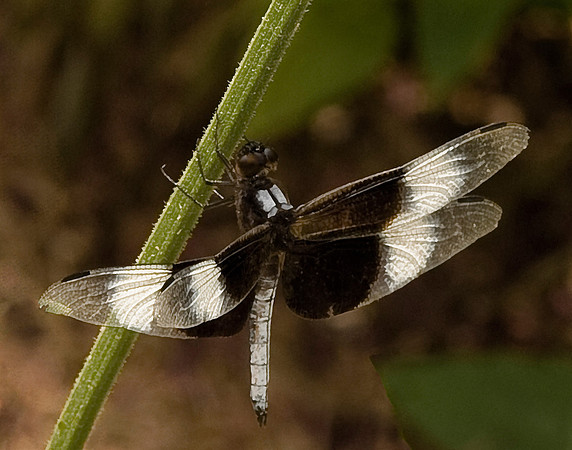 Black and White DragonFly
