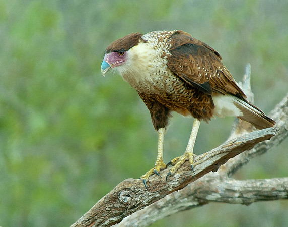 Juvenile Caracara