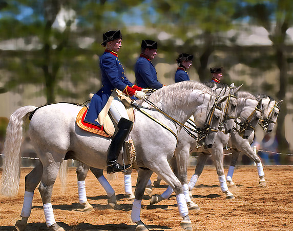 Lipizzaner Stallions