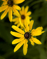 Tattered Yellow Wildflower