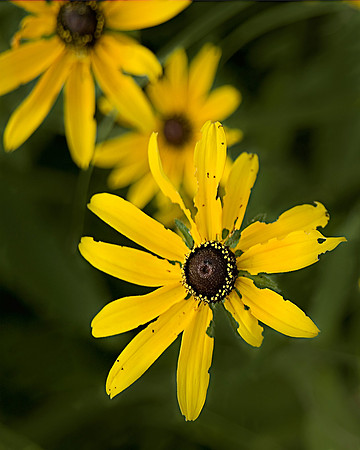 Tattered Yellow Wildflower
