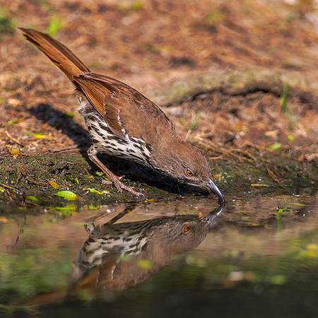 Long-Billed Thrasher