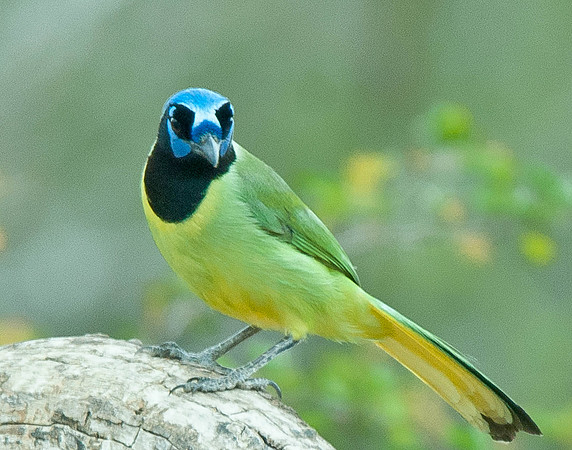 Green Jay