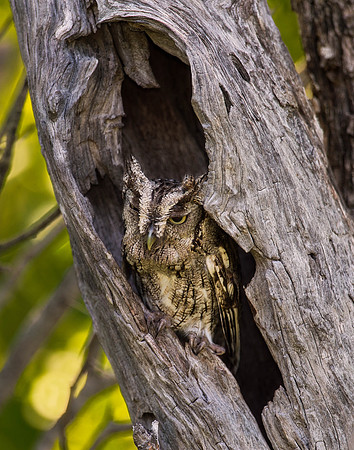 Great Horned Owl in Hollowed Tree