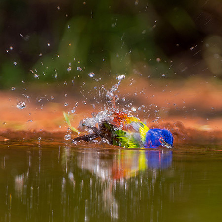 Painted Bunting