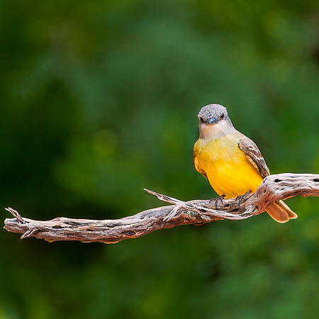 Tropical Kingbird