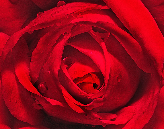 Father Hopping's Rose