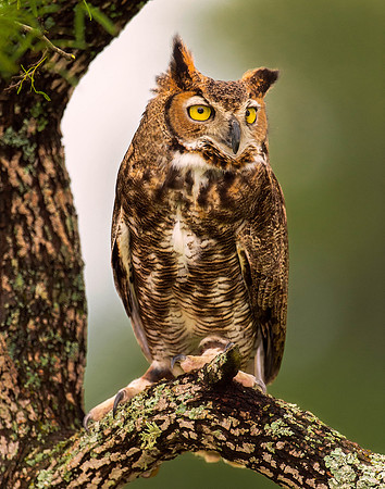 Rescued - Great Horned Owl