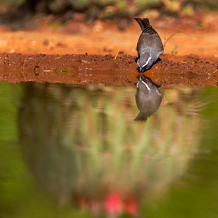 Black Throated Sparrow