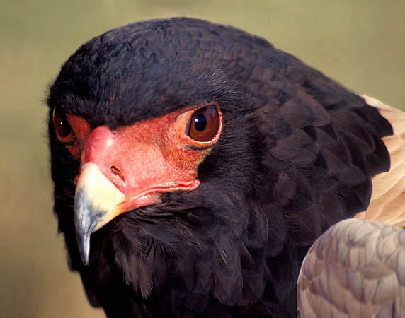 Snail Kite - Rescued & Rehabed