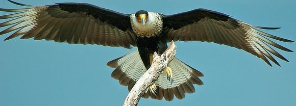 Mature Caracara