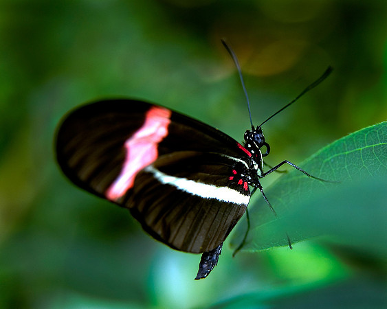 Postman Butterfly