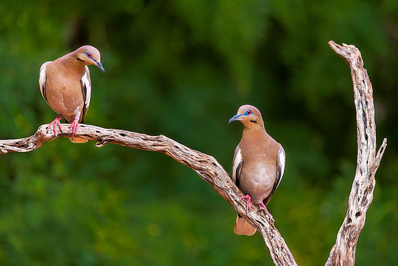 White Winged Doves