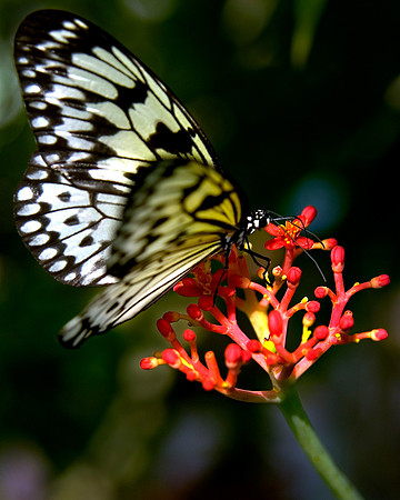 Paper Kite