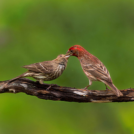 House Finches