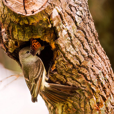 Brown Crested Flycatcher #2