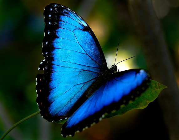 Common Blue Morpho