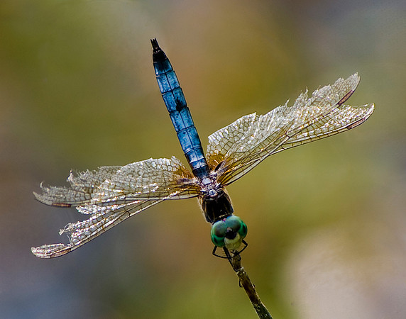 Blue-Bodied Dragonfly