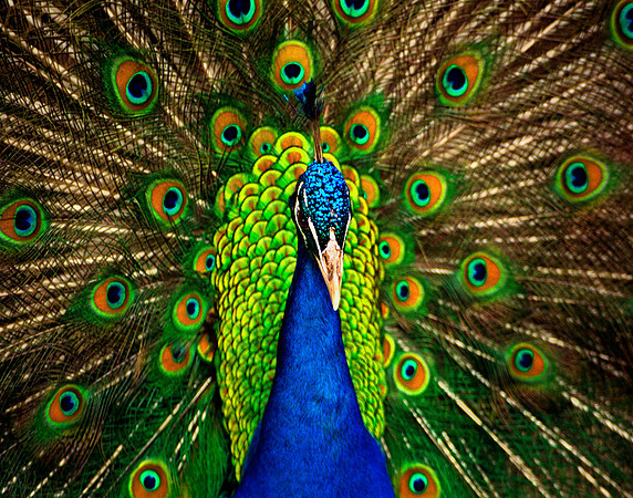 Peacock at San Antonio Zoo