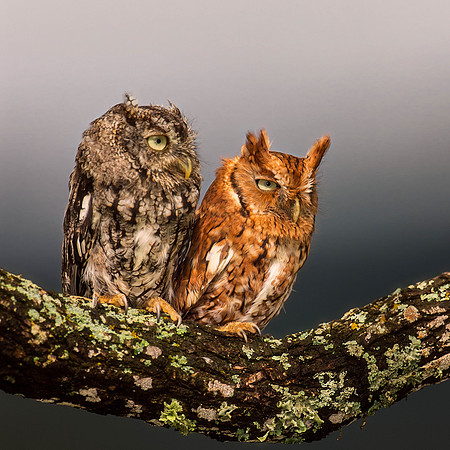 Rescued - Grey & Red Phased Screech Owls