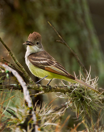 Brown Crested Flycatcher #1