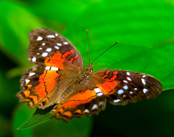 Orange Lacewing