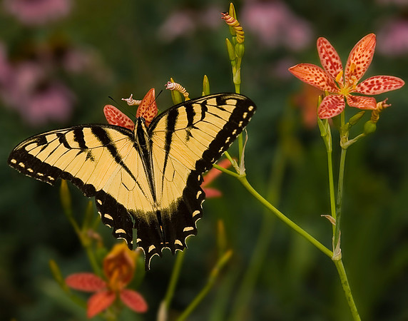 Yellow Butterfly
